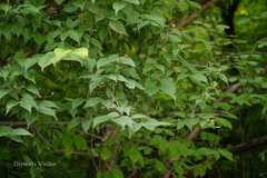 Philadelphus tomentosus